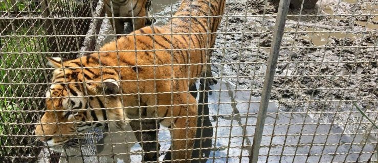 9 tygrysów zatrzymano na granicy. Poznańskie ZOO ruszyło z pomocą  - Zdjęcie główne