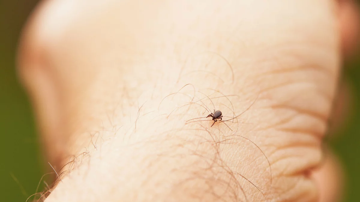 Plaga kleszczy i lawinowy wzrost zachorowań na boreliozę. Niepokojące dane z Wielkopolski