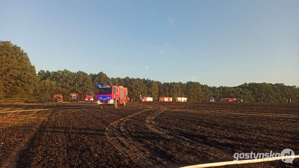 Gajewo - powiat śremski. Pożar zboża na pniu w Gajewie. Z ogniem walczyli strażacy z kilku powiatów: gostyńskiego, śremskiego, jarocińskiego, poznańskiego