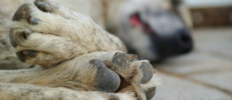 Najpierw odciął głowę psu, teraz zabił kota - Zdjęcie główne