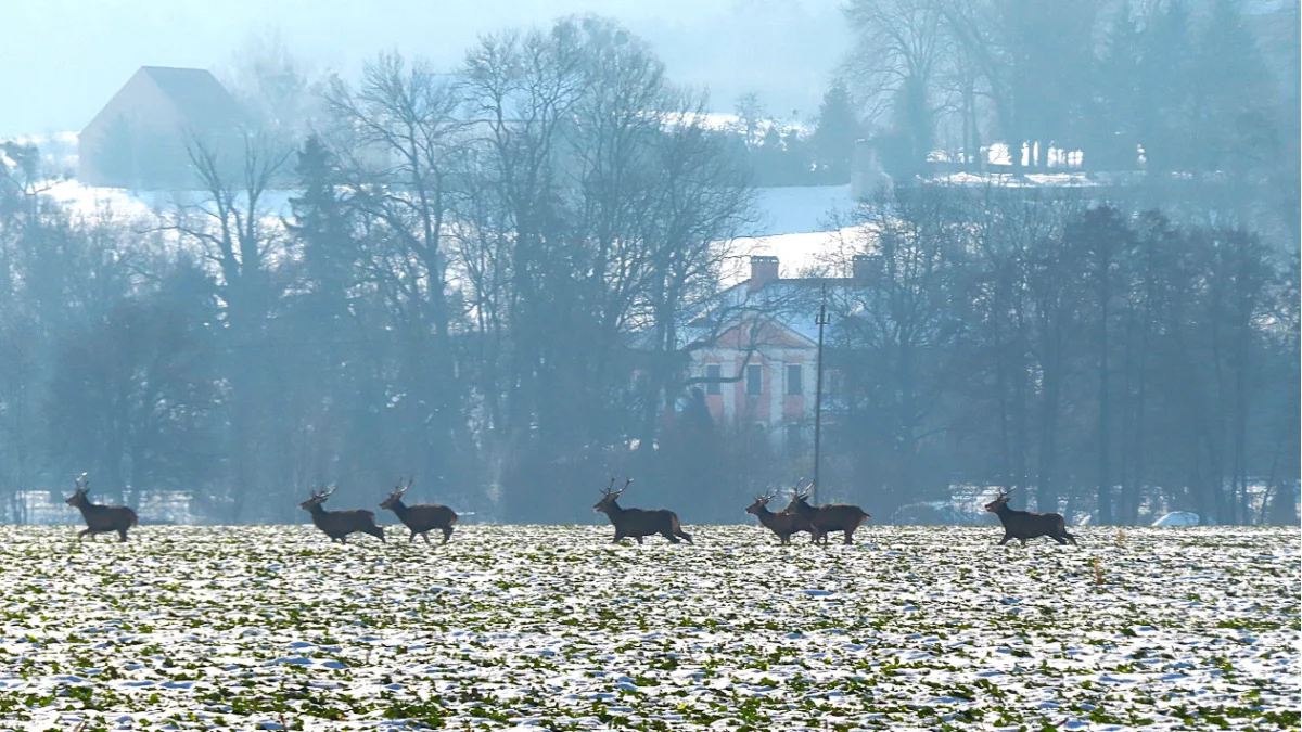 Akcja "Wieniec" w lasach. Strażnicy ruszą na kontrole, także w Wielkopolsce - Zdjęcie główne