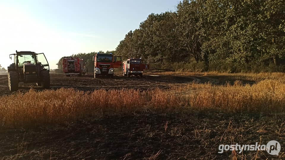 Gajewo - powiat śremski. Pożar zboża na pniu w Gajewie. Z ogniem walczyli strażacy z kilku powiatów: gostyńskiego, śremskiego, jarocińskiego, poznańskiego