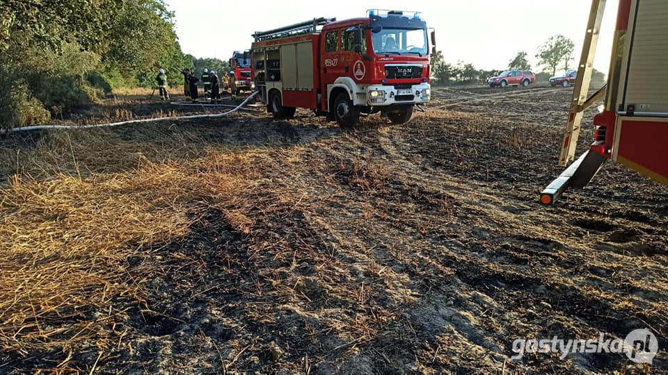 Gajewo - powiat śremski. Pożar zboża na pniu w Gajewie. Z ogniem walczyli strażacy z kilku powiatów: gostyńskiego, śremskiego, jarocińskiego, poznańskiego