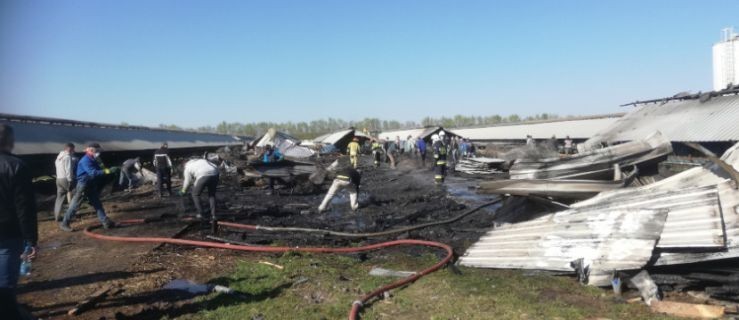 Na fermie żywcem spłonęło 2 tysięcy norek - Zdjęcie główne