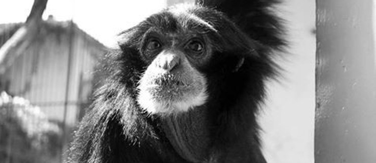 Nie żyje Bunia. Małpka z poznańskiego zoo przeżyła prawie pół wieku - Zdjęcie główne