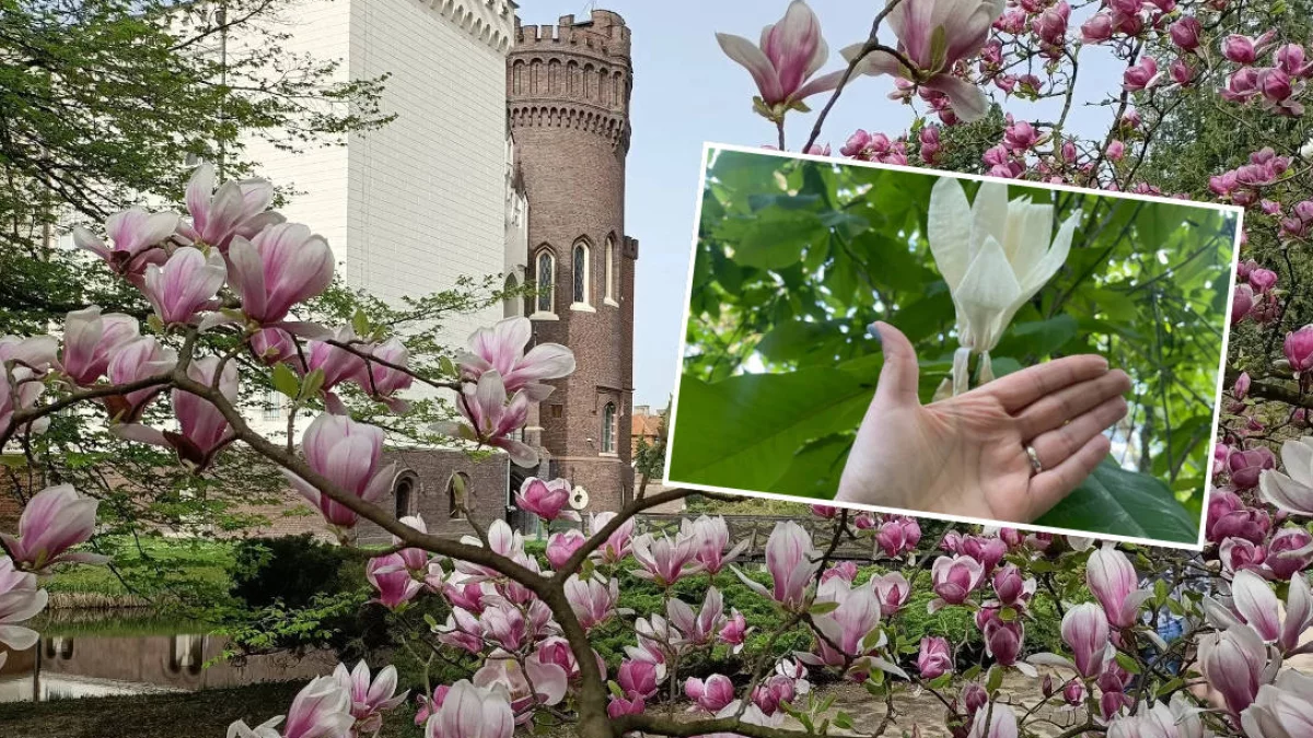 Darmowe spacery z przewodnikiem wśród kwitnących magnolii. Arboretum w Kórniku zaprasza na wyjątkowe wydarzenie