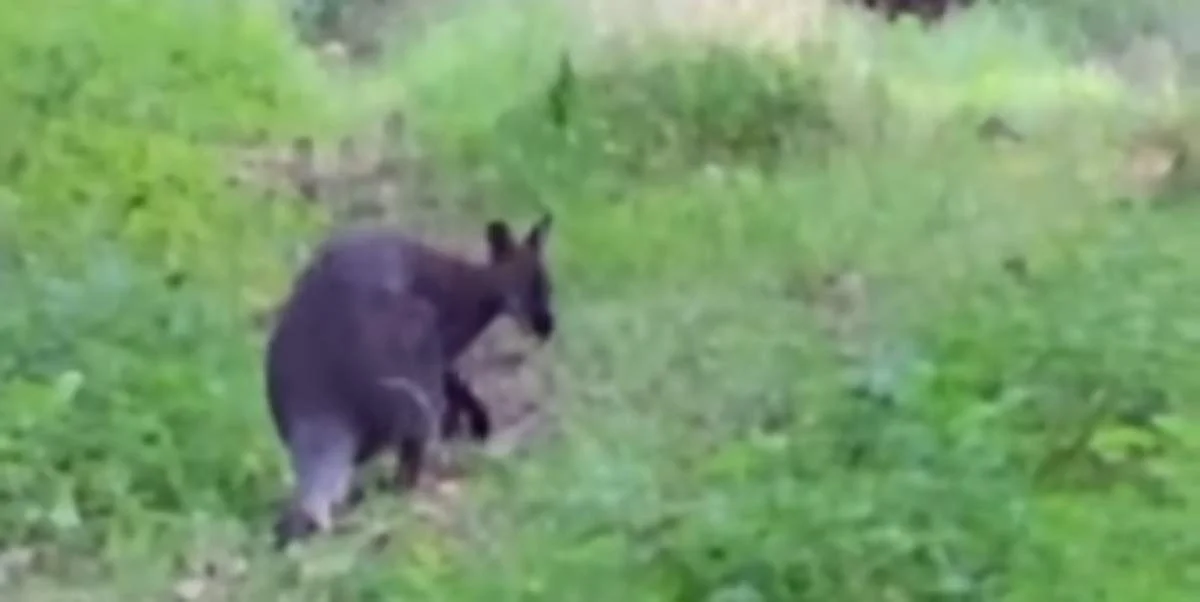 W lesie pod Poznaniem widziano kangura. Trwają poszukiwania egzotycznego zwierzaka - Zdjęcie główne