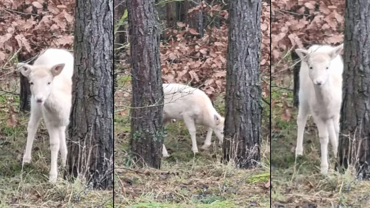 Bardzo rzadkie zwierzę w lesie Nadleśnictwa Koło. "Natura może nas zadziwiać kolorami nie tylko liści" - Zdjęcie główne