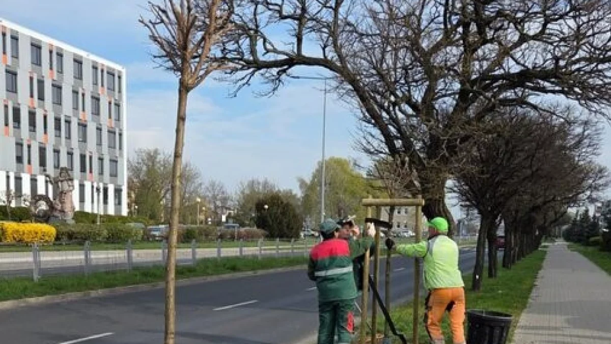 W tym wielkopolskim mieście drzewa sadzą na potęgę. Każdy mieszkaniec, firma i instytucja może mieć własne