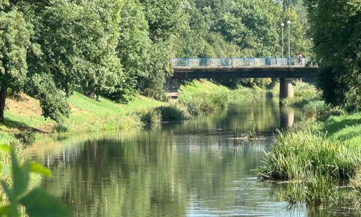 Co zabiło ryby w Kanale Bernardyńskim w Kaliszu? Są wstępne ustalenia - Zdjęcie główne