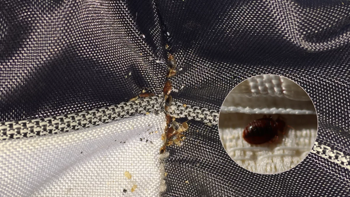 Masz to w sypialni? Uwaga, te miejsca mogą być siedliskiem pluskiew