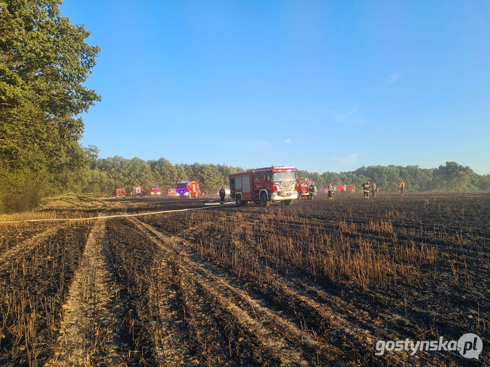 Gajewo - powiat śremski. Pożar zboża na pniu w Gajewie. Z ogniem walczyli strażacy z kilku powiatów: gostyńskiego, śremskiego, jarocińskiego, poznańskiego