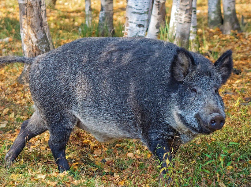 Dzik zaatakował kobiety. "Miał ochotę na popcorn"   - Zdjęcie główne