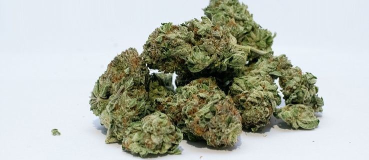 Naukowcy pracują nad przeciwbólową tabletką na bazie konopi  - Zdjęcie główne