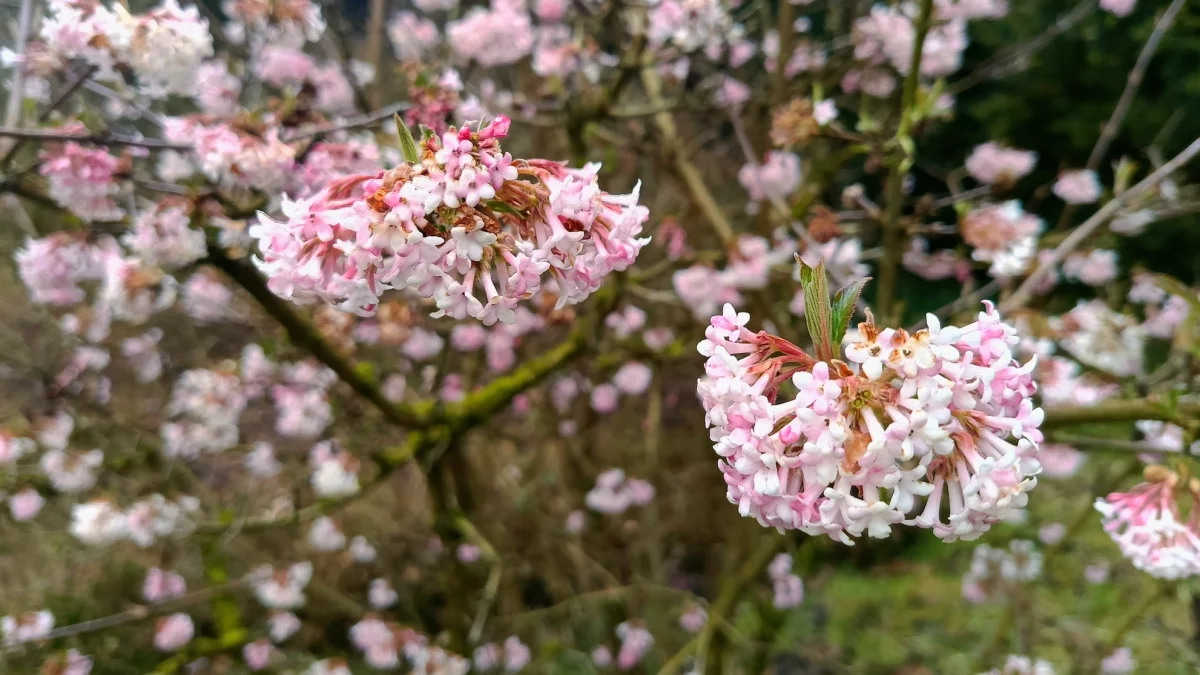 Wyjątkowe miejsce w pobliżu Poznania. Idealne na świąteczny spacer