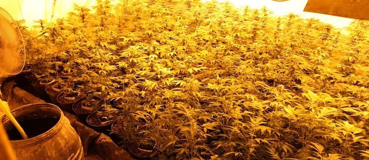 Gigantyczne plantacje marihuany. Towar o wartości 100 tysięcy złotych - Zdjęcie główne