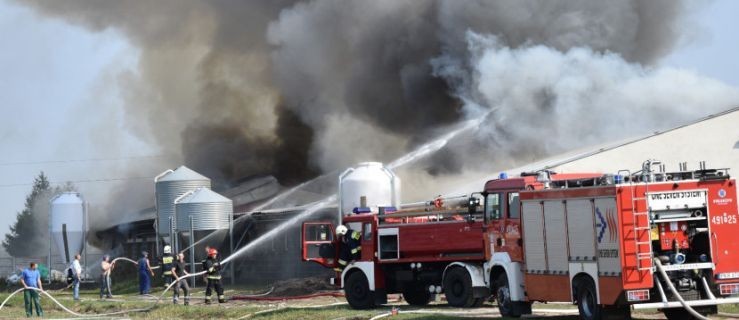 Wielki pożar chlewni. 700 zwierząt zginęło - Zdjęcie główne