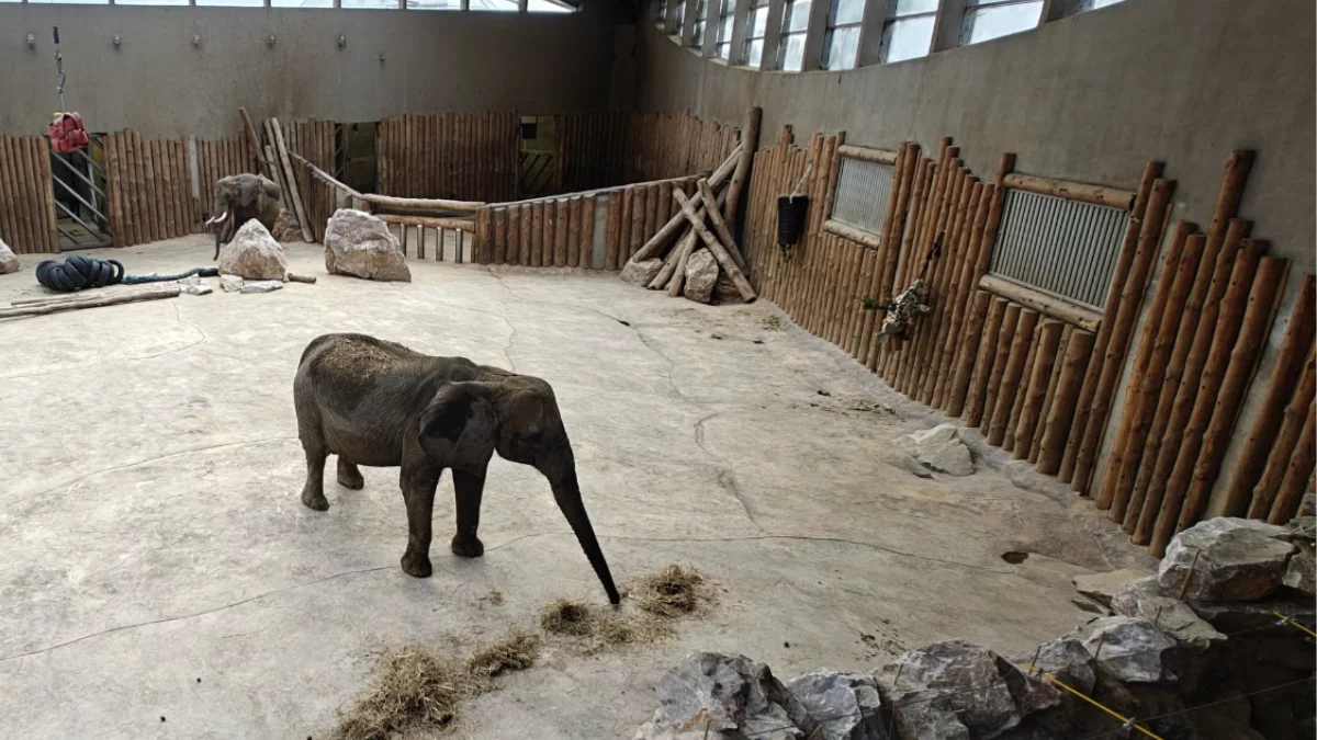 Nowa "biegalnia" dla słoni w poznańskim ZOO. Przestrzeń stworzona z myślą o Kindze, Kizi i Ninio - Zdjęcie główne