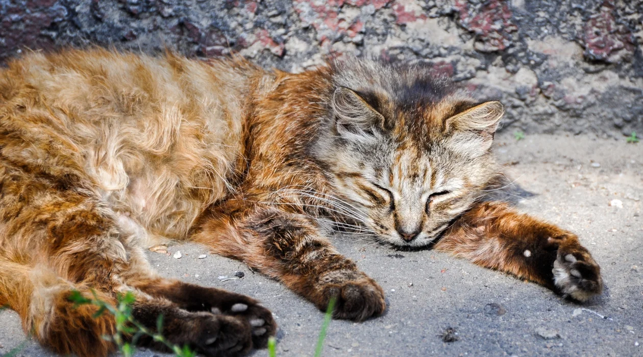 Co zabija koty na terenie Polski? Są wyniki badań - Zdjęcie główne