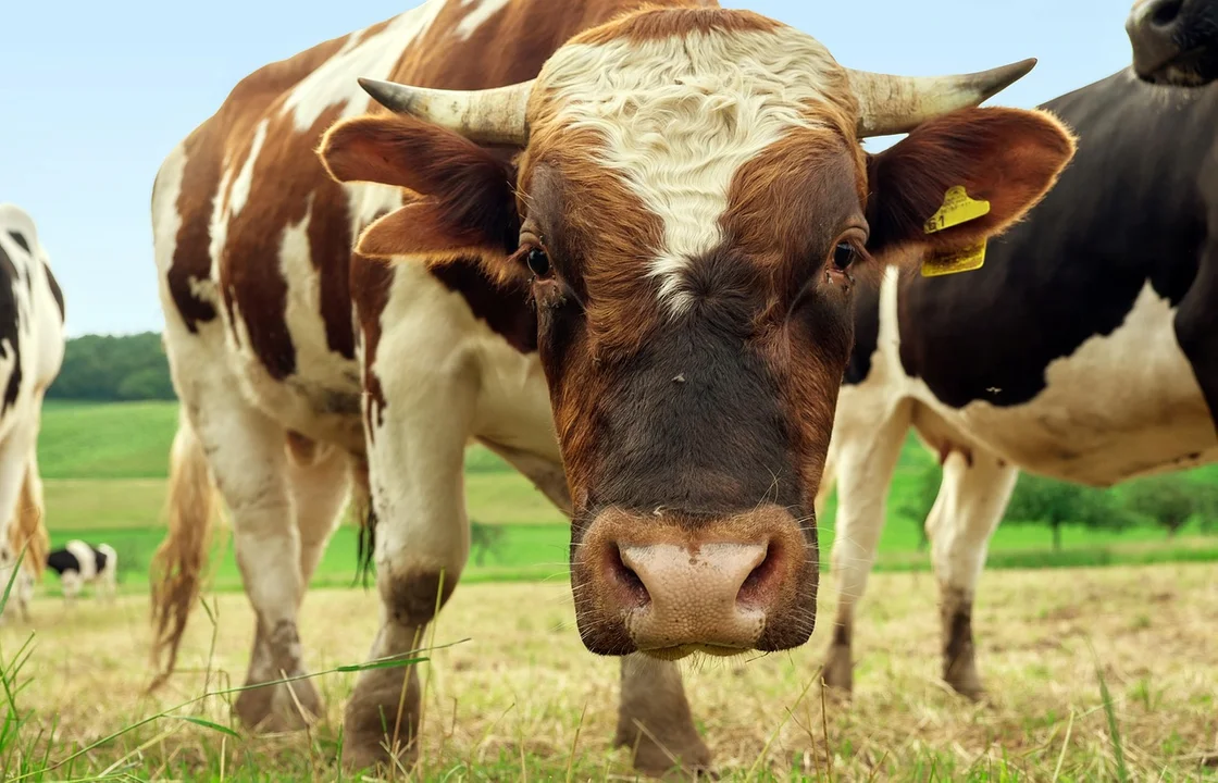 700-kilogramowy byk uciekł z obory. Odnalazł się po 2 tygodniach - Zdjęcie główne