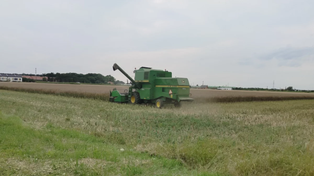 Rolnicy liczą straty i patrzą w niebo. Tak wyglądają żniwa w Wielkopolsce