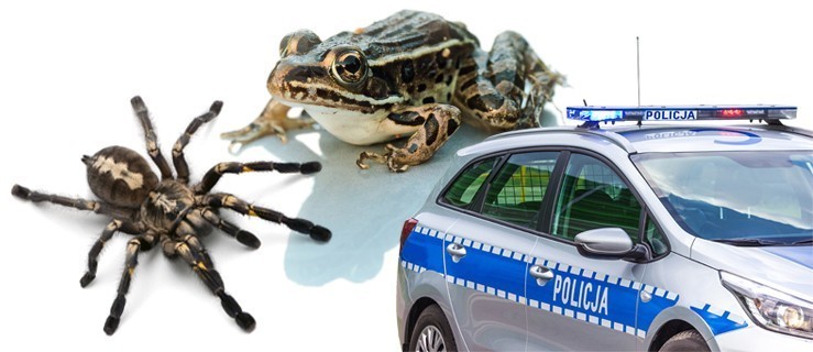 Pająk w korytarzu. Lekarze zadzwonili na 112 - Zdjęcie główne