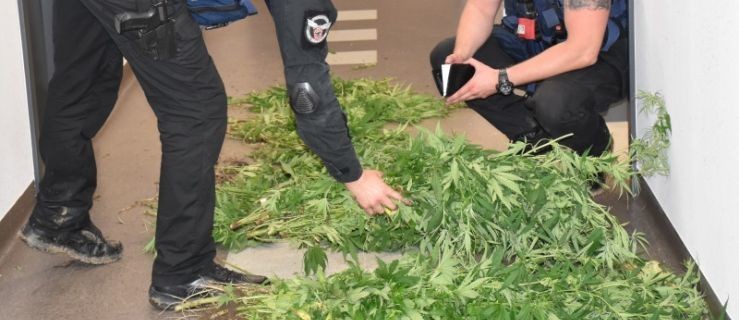 15-latek hodował marihuanę o wartości 200 tys. zł  - Zdjęcie główne