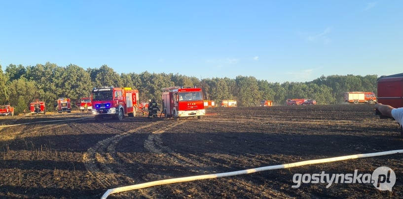 Gajewo - powiat śremski. Pożar zboża na pniu w Gajewie. Z ogniem walczyli strażacy z kilku powiatów: gostyńskiego, śremskiego, jarocińskiego, poznańskiego