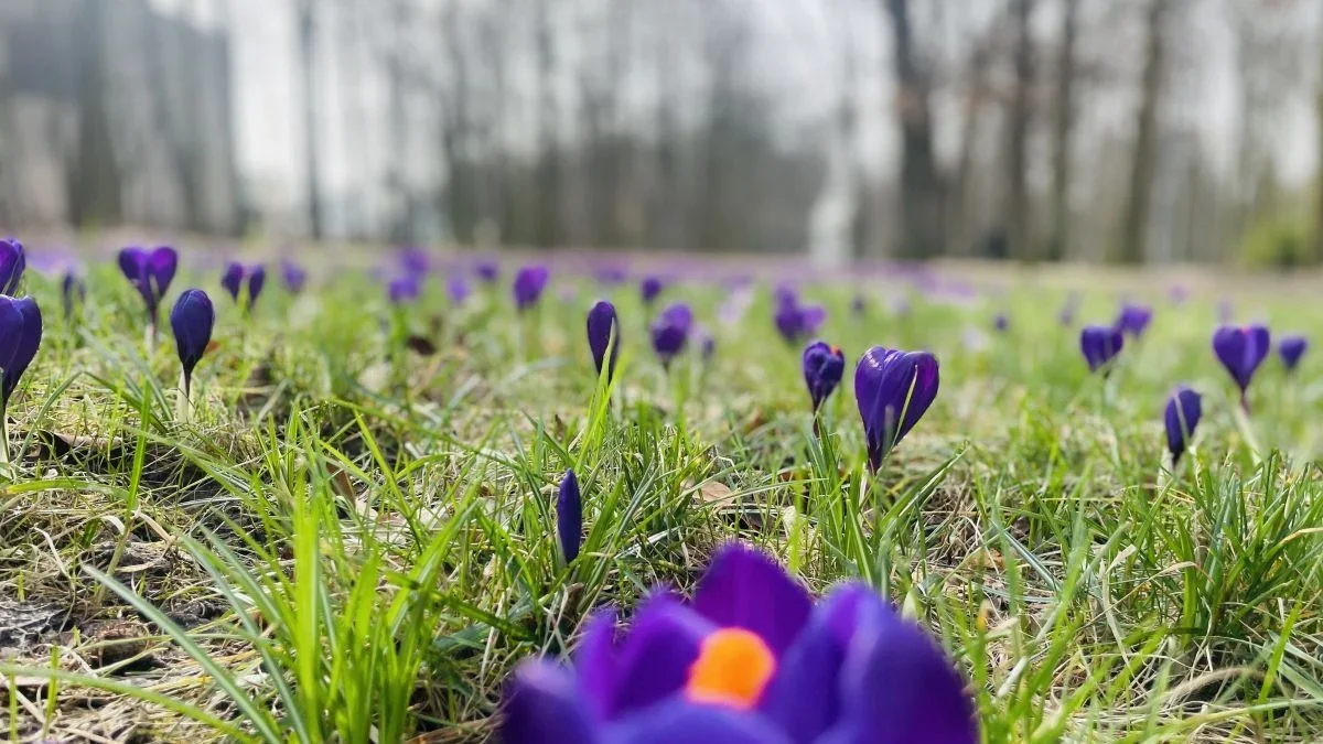 Marzec przywitał nas wiosenną aurą. Jaka pogoda w weekend? - Zdjęcie główne