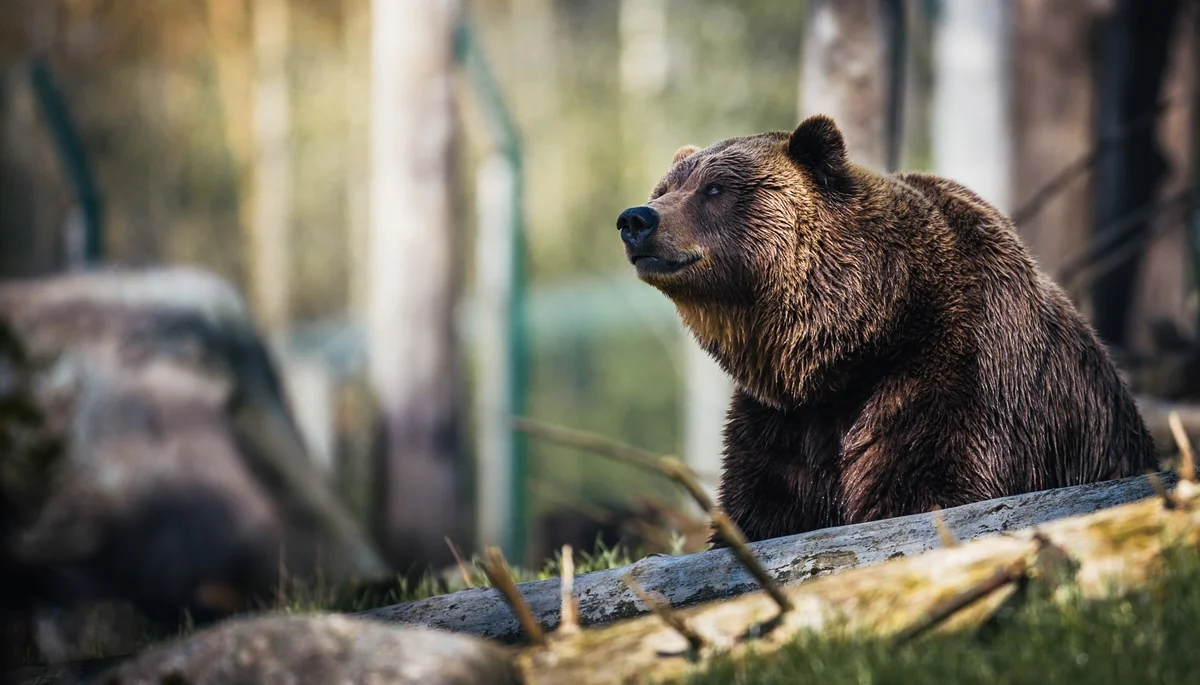 46-letnia kobieta ofiarą ataku niedźwiedzia w Bieszczadach. Jak zachować się w przypadku spotkania z tym drapieżnikiem? [PORADNIK] - Zdjęcie główne