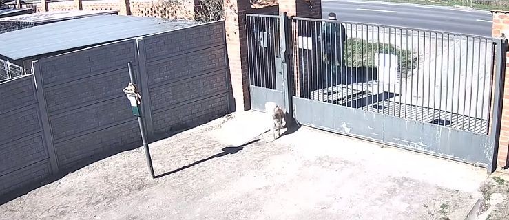 Porzucił psa przy bramie schroniska [ZOBACZ WIDEO] - Zdjęcie główne