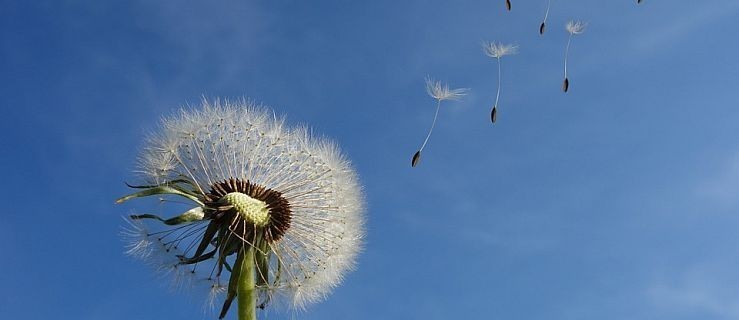 UWAGA! Synoptycy ostrzegają przed silnym wiatrem  - Zdjęcie główne