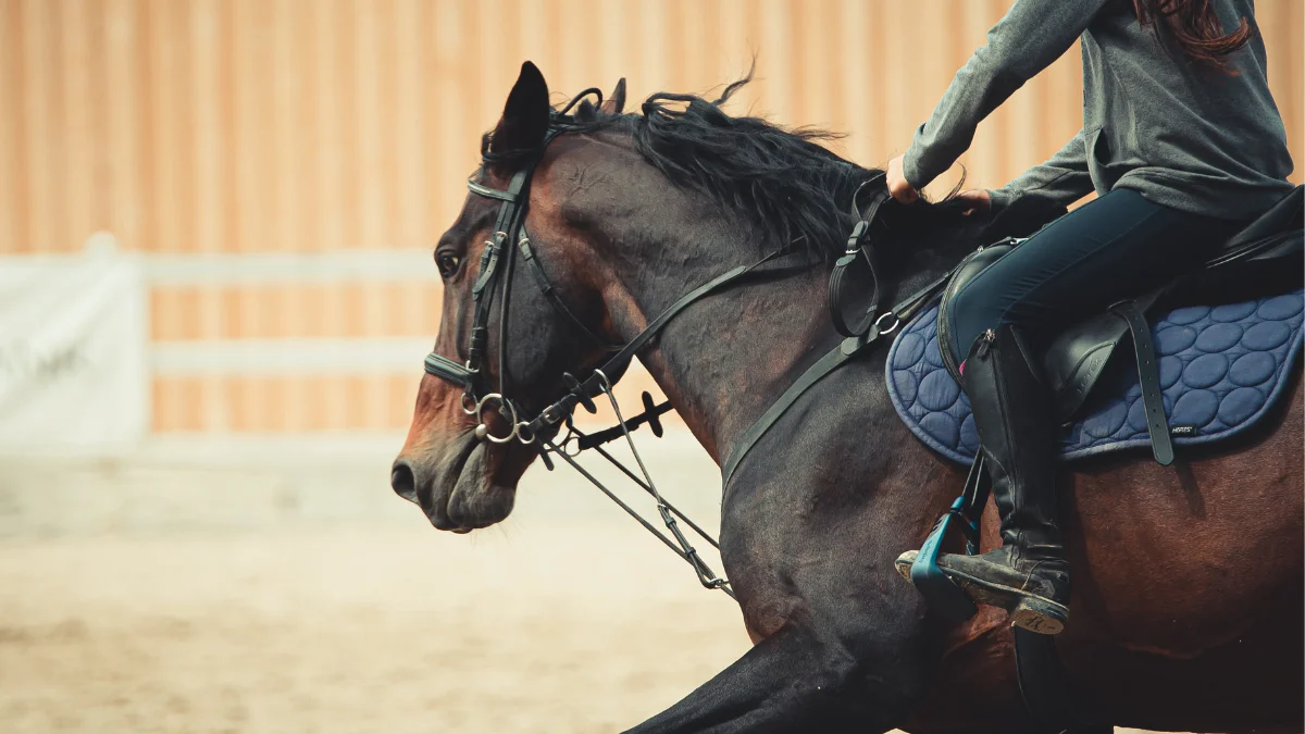 Dzisiaj ruszyła Cavaliada w Poznaniu. Zobacz program wydarzeń - Zdjęcie główne