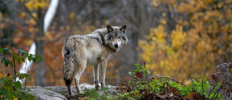 Wilki w ZOO zagryzły swego brata. Wygrała wilcza natura - Zdjęcie główne