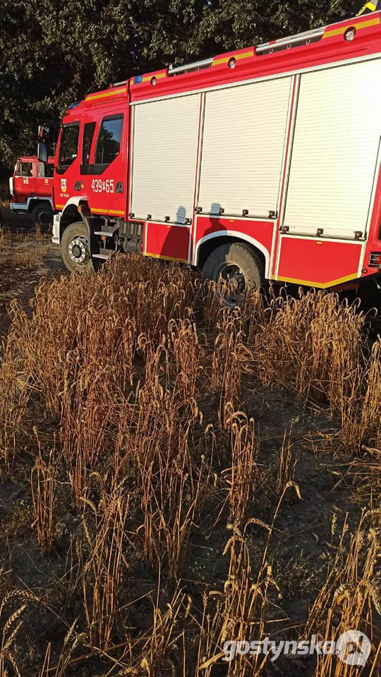 Gajewo - powiat śremski. Pożar zboża na pniu w Gajewie. Z ogniem walczyli strażacy z kilku powiatów: gostyńskiego, śremskiego, jarocińskiego, poznańskiego